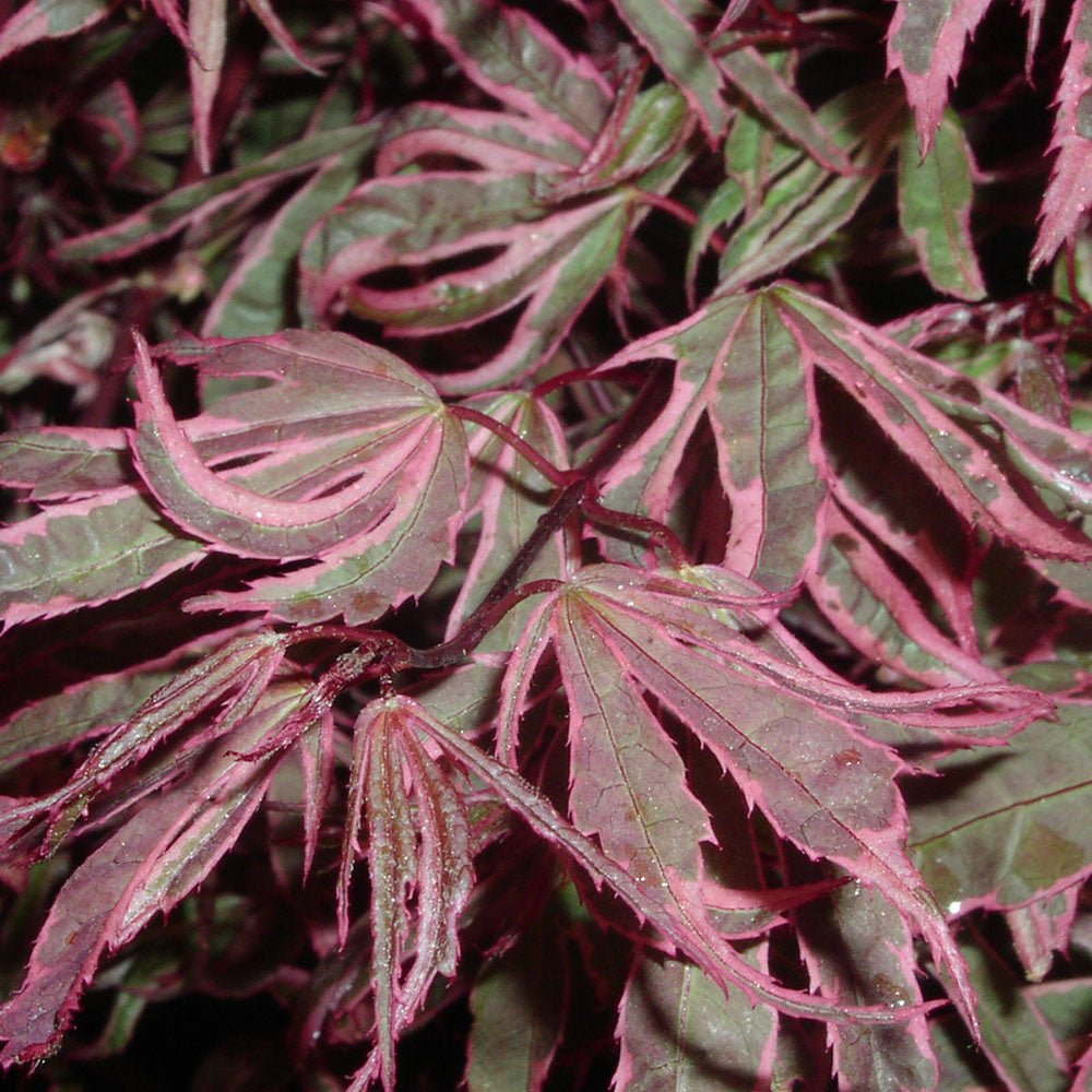 Artar Japonez Shirazz, cu frunzis rosu-vin-roz