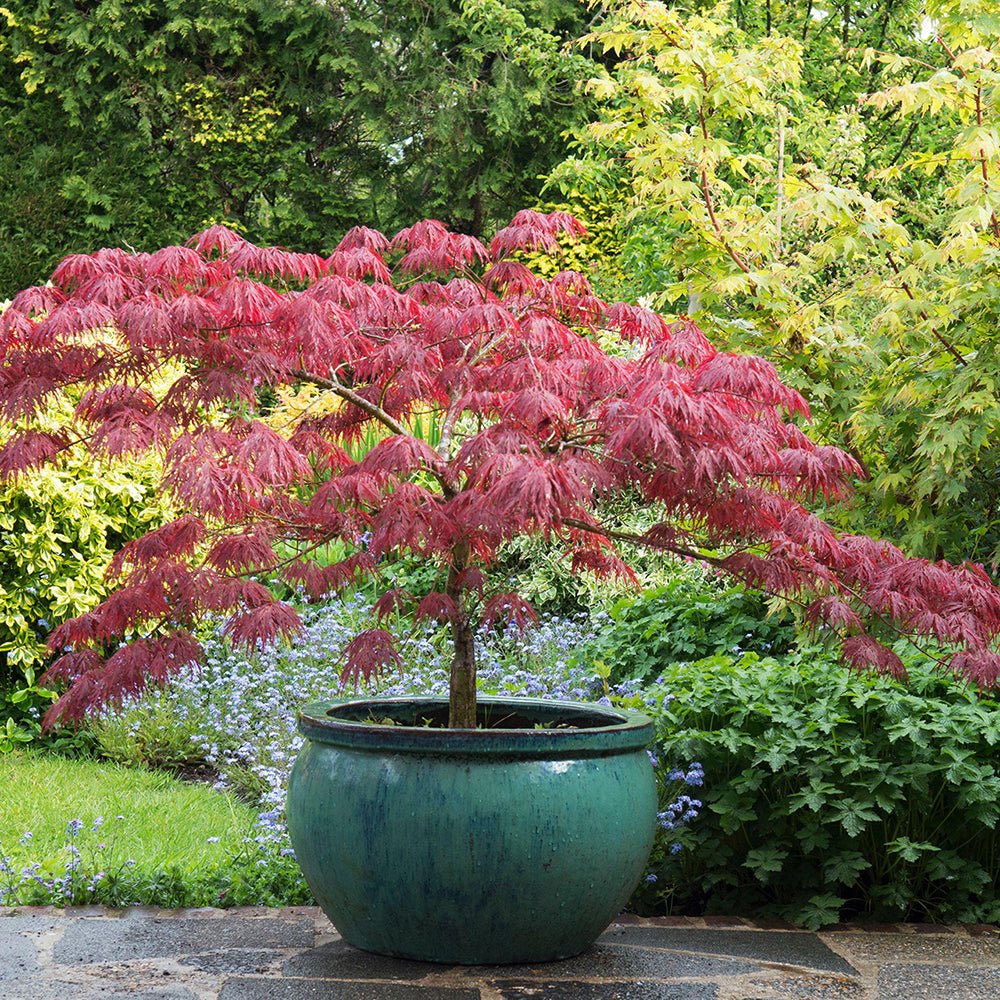 Artar Japonez Shirazz, cu frunzis rosu-vin-roz