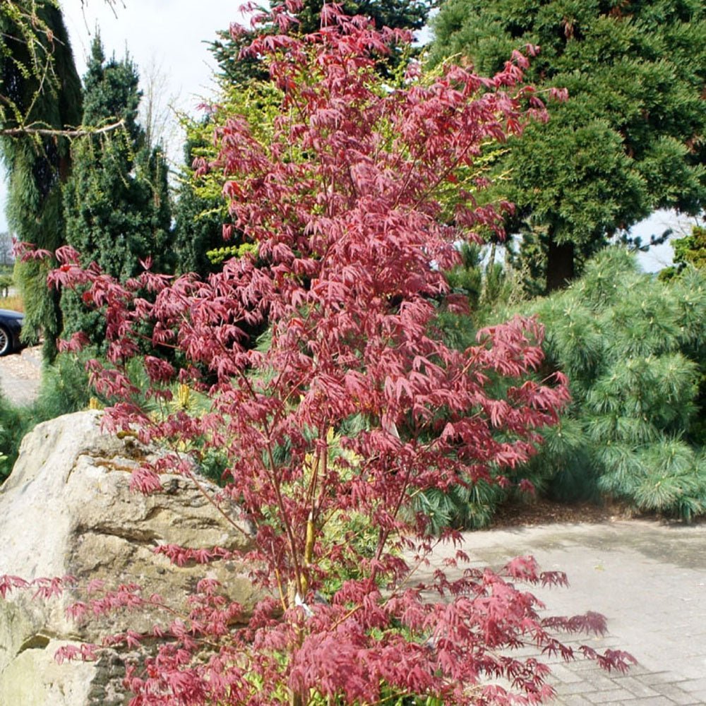 Artar Japonez Starfish, cu frunzis rosu