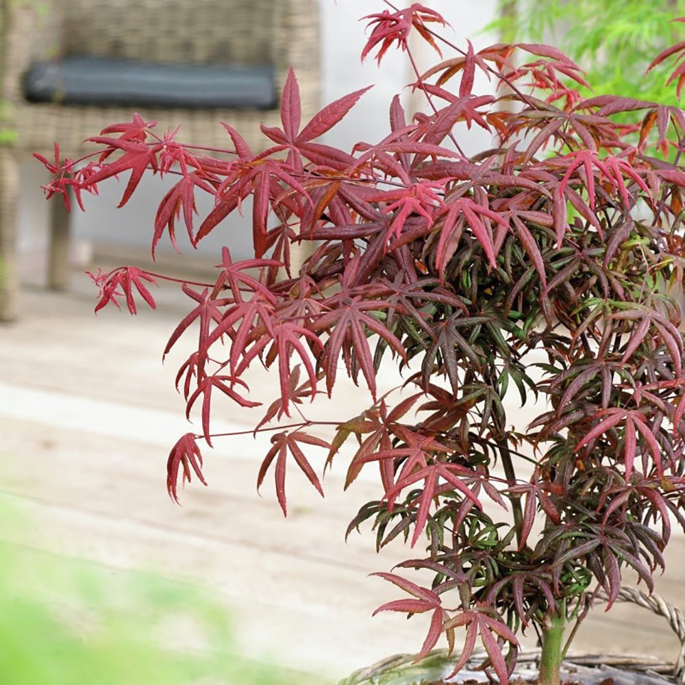 Artar Japonez Starfish, cu frunzis rosu