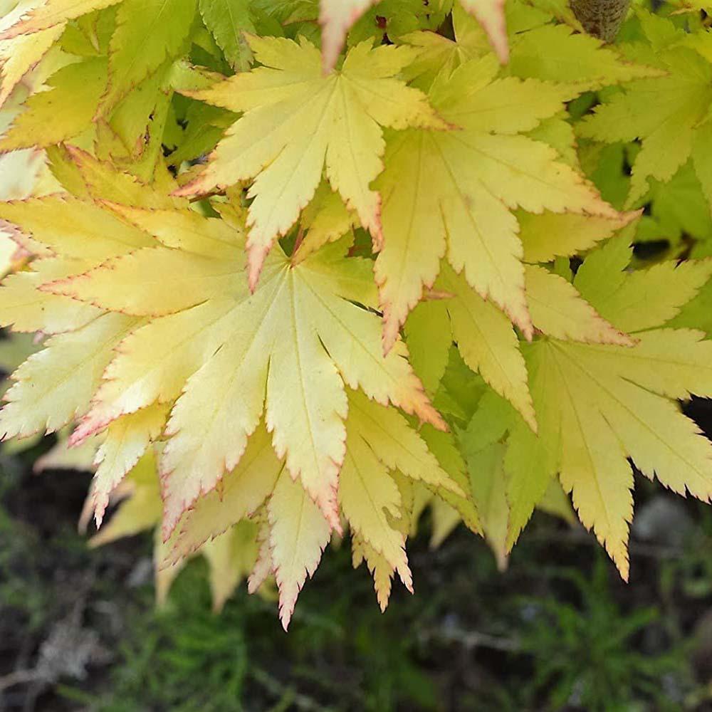 Artar Japonez Summergold, cu frunzis galben