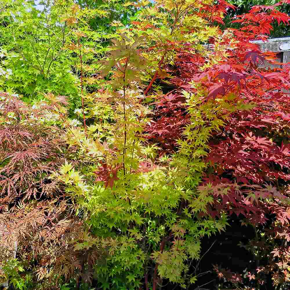 Artar Japonez Tricolor Festival, cu frunzis rosu, verde si auriu