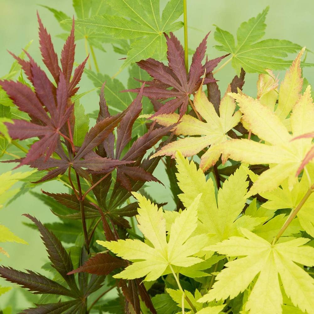 Artar Japonez Tricolor Festival, cu frunzis rosu, verde si auriu