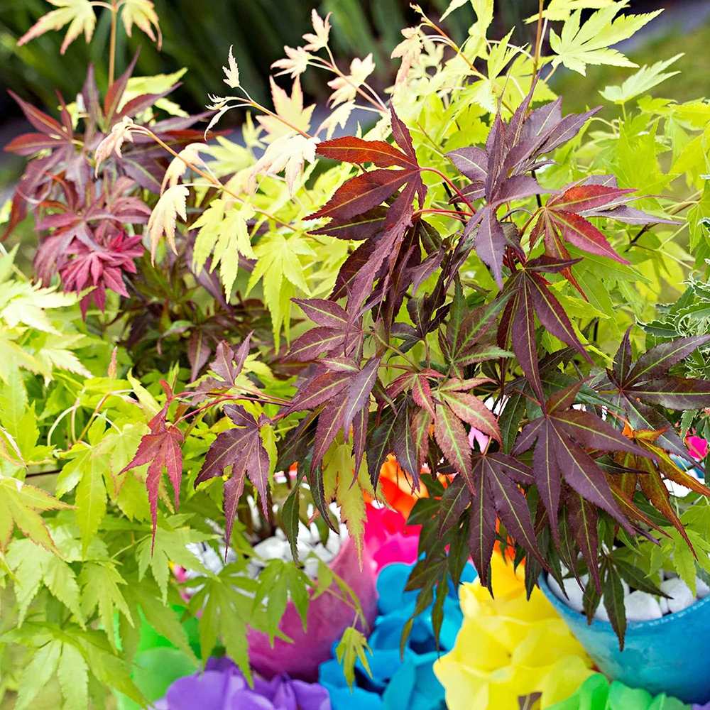 Artar Japonez Tricolor Festival, cu frunzis rosu, verde si auriu - VERDENA-60 cm, livrat in ghiveci de 4 l