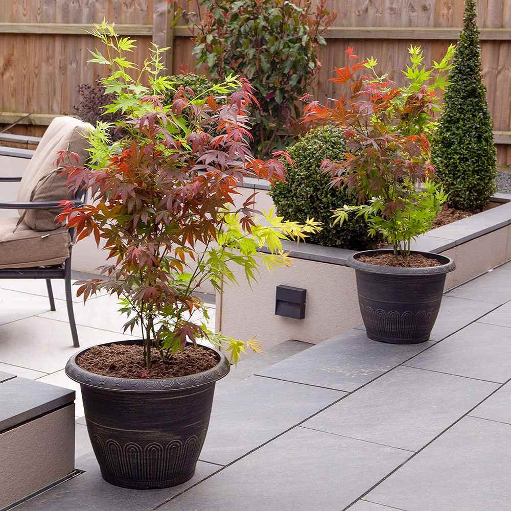 Artar Japonez Tricolor Festival, cu frunzis rosu, verde si auriu