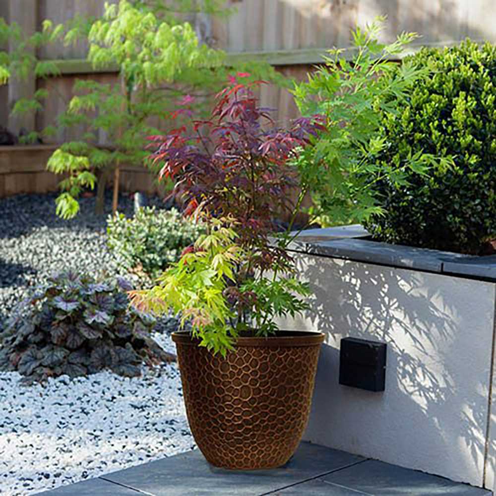 Artar Japonez Tricolor Festival, cu frunzis rosu, verde si auriu