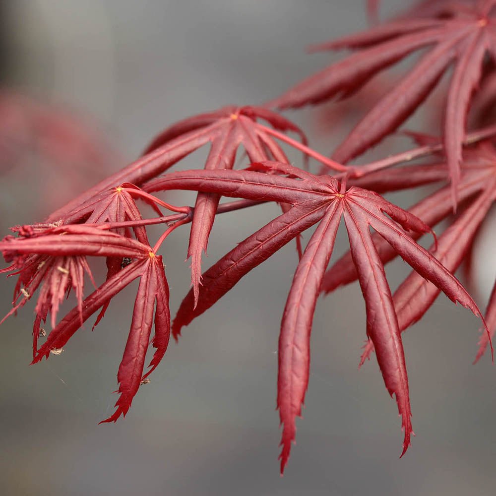 Artar Japonez Trompenburg, cu frunzis rosu-violet inchis
