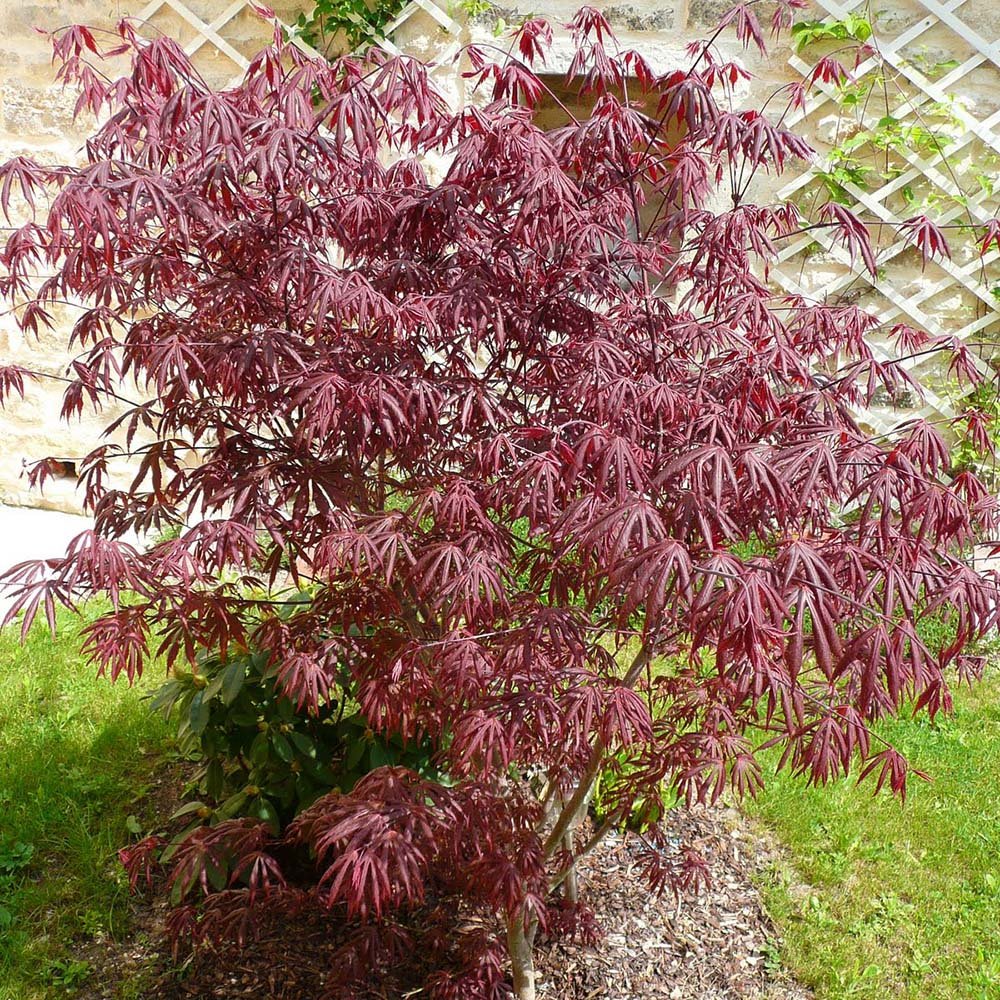 Artar Japonez Trompenburg, cu frunzis rosu-violet inchis