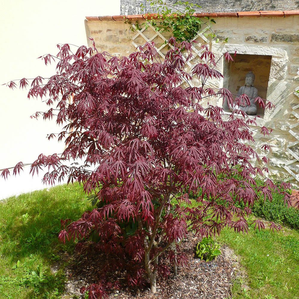 Artar Japonez Trompenburg, cu frunzis rosu-violet inchis