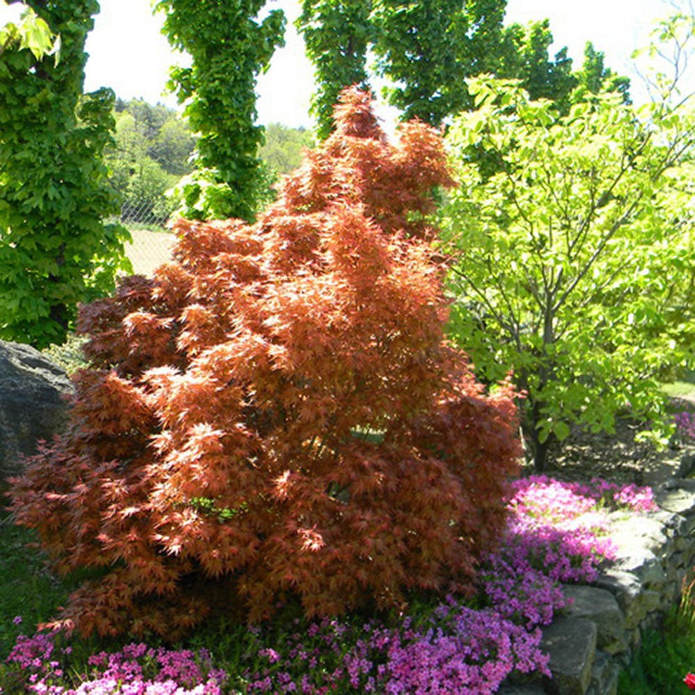 Artar Japonez Wilsons Pink Dwarf, cu frunzis roz-coral