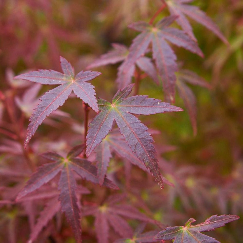 Artar Japonez Wilsons Pink Dwarf, cu frunzis roz-coral