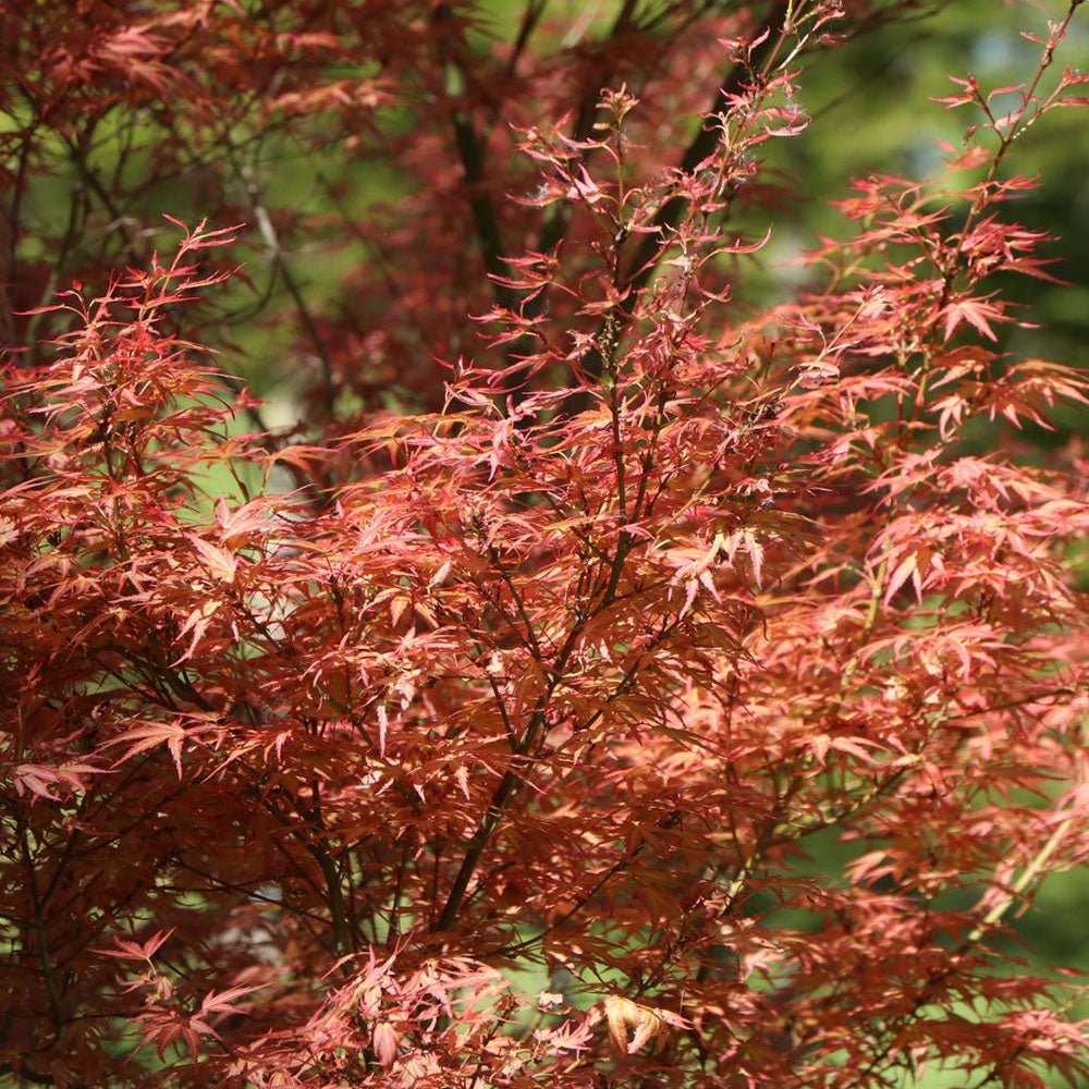 Artar Japonez Wilsons Pink Dwarf, cu frunzis roz-coral