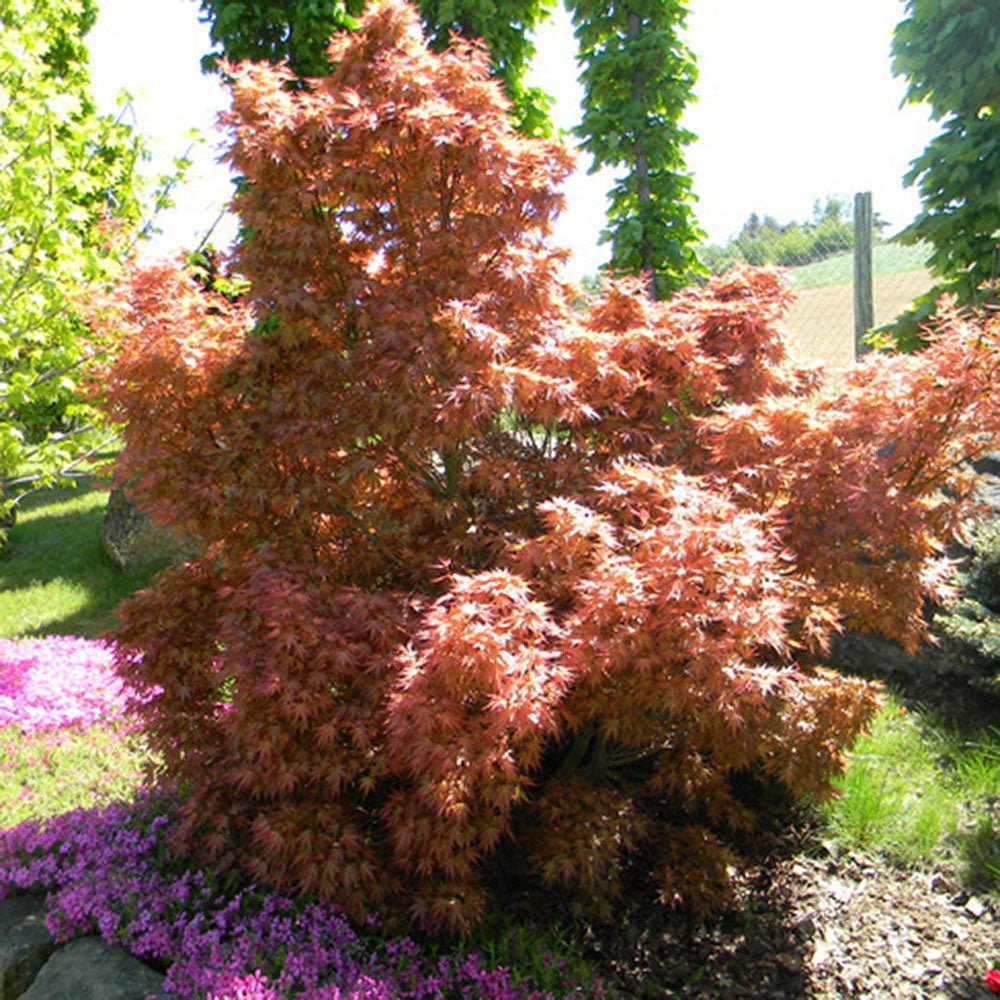 Artar Japonez Wilsons Pink Dwarf, cu frunzis roz-coral