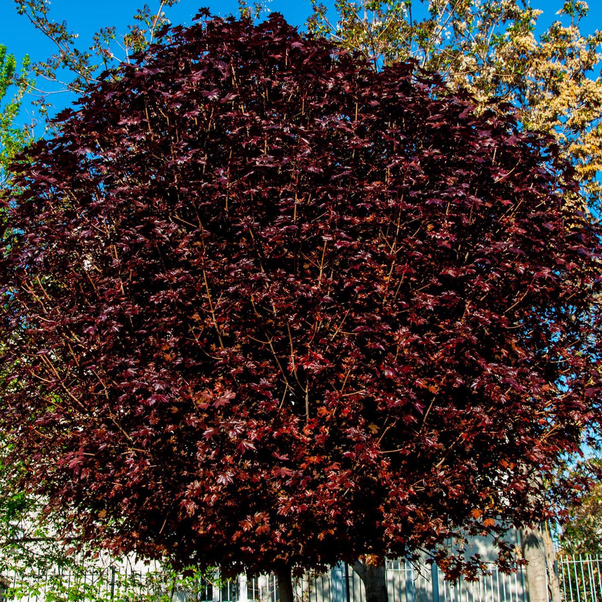 Artar Rosu Norvegian Crimson King (Acer Platanoides)