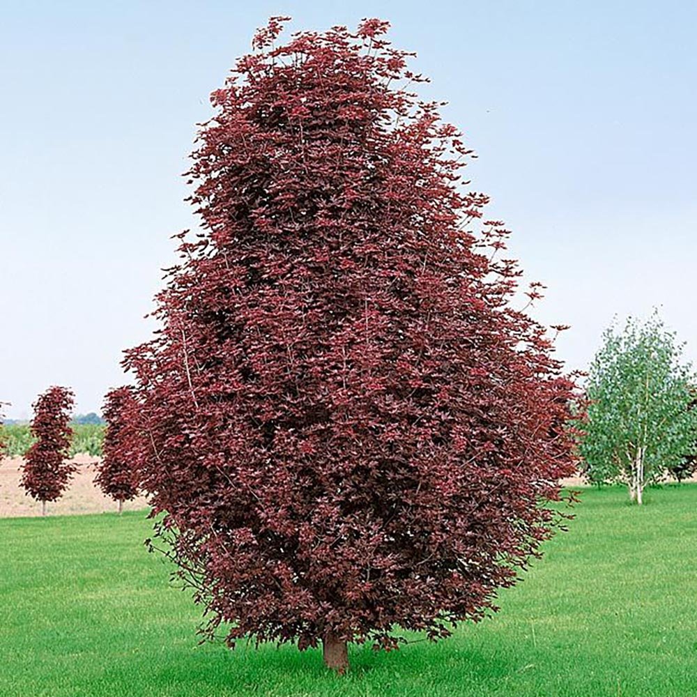 Artar Rosu Norvegian Crimson King (Acer Platanoides)