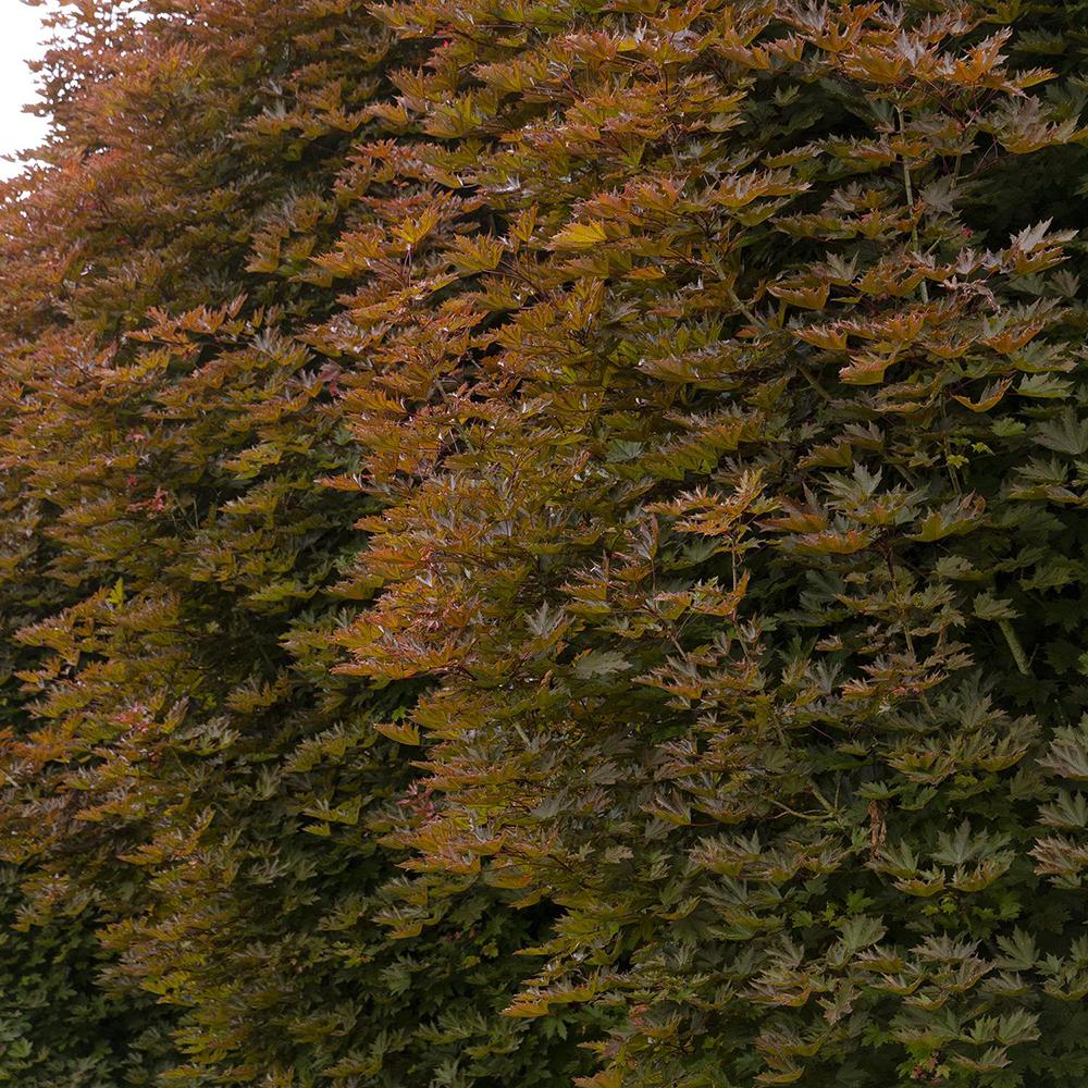 Artar Rosu Norvegian Crimson King (Acer Platanoides)