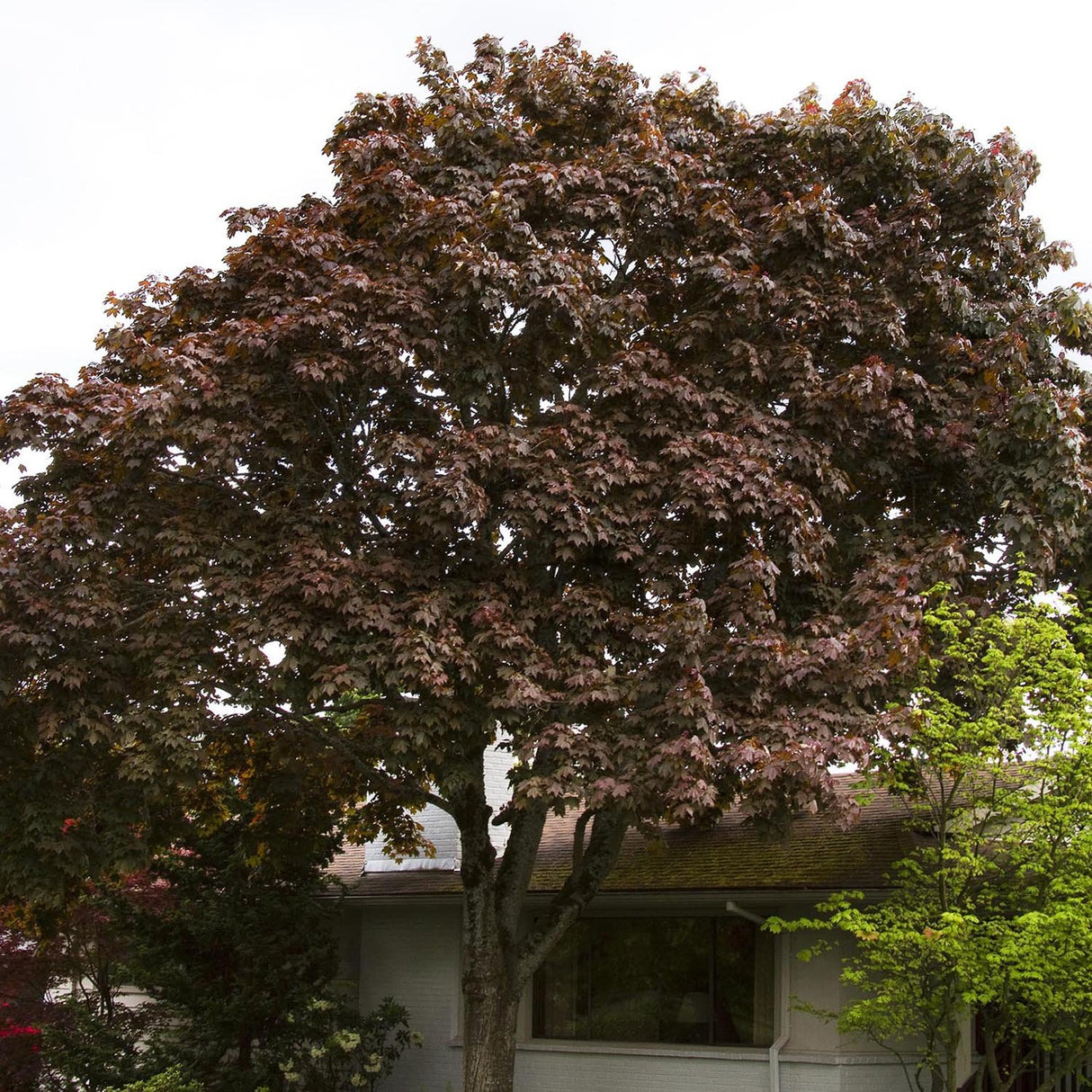 Artar Rosu Norvegian Crimson King (Acer Platanoides)