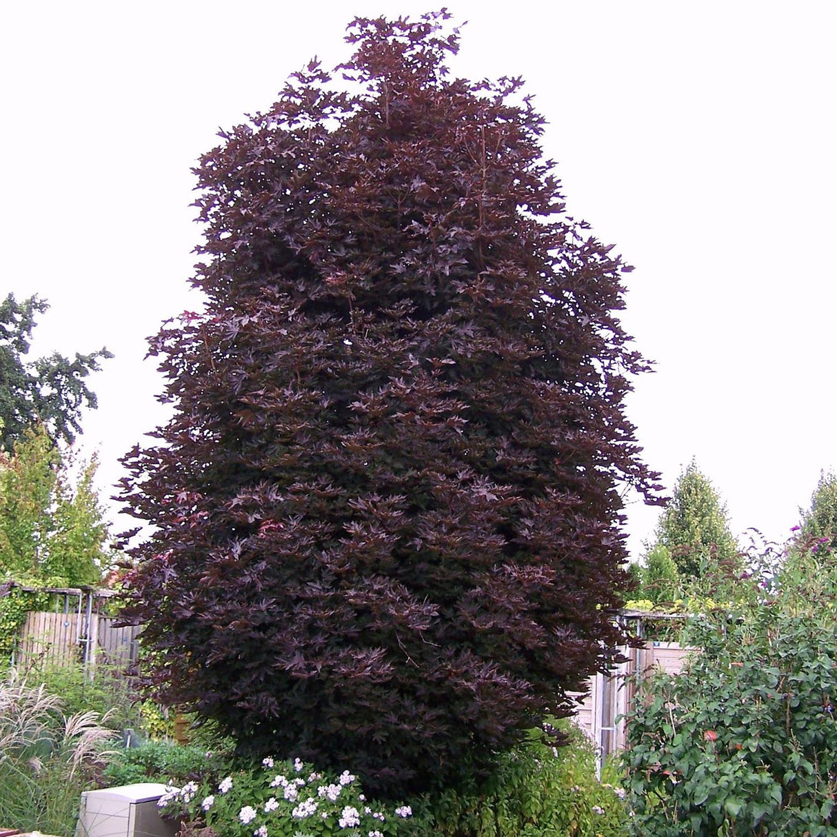 Artar Rosu Norvegian Crimson Sentry (Acer Platanoides), cu frunzis rosu, colorit de toamna