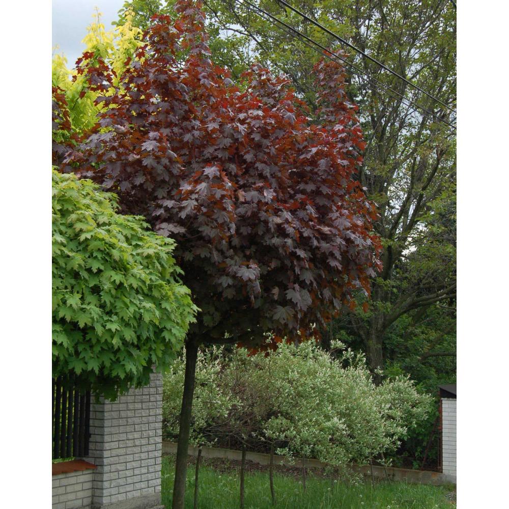 Artar Rosu Norvegian Crimson Sentry (Acer Platanoides), cu frunzis rosu, colorit de toamna