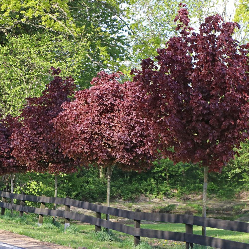 Artar Rosu Norvegian Crimson Sentry (Acer Platanoides), cu frunzis rosu, colorit de toamna