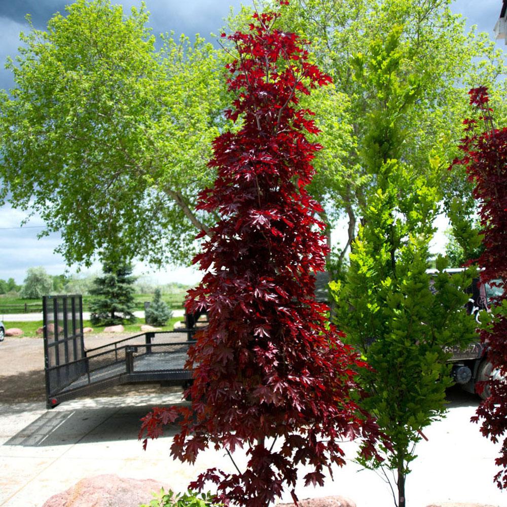 Artar Rosu Norvegian Crimson Sentry (Acer Platanoides), cu frunzis rosu, colorit de toamna