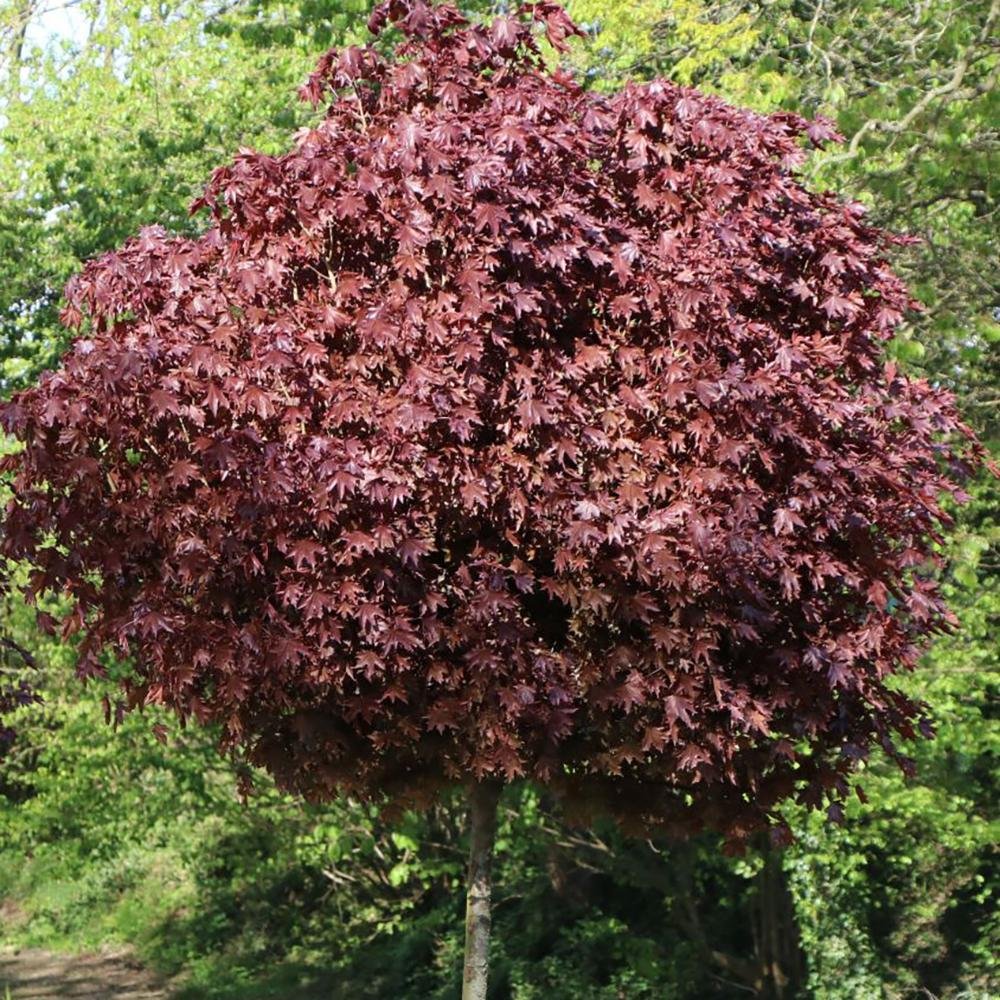 Artar Rosu Norvegian Crimson Sentry (Acer Platanoides), cu frunzis rosu, colorit de toamna