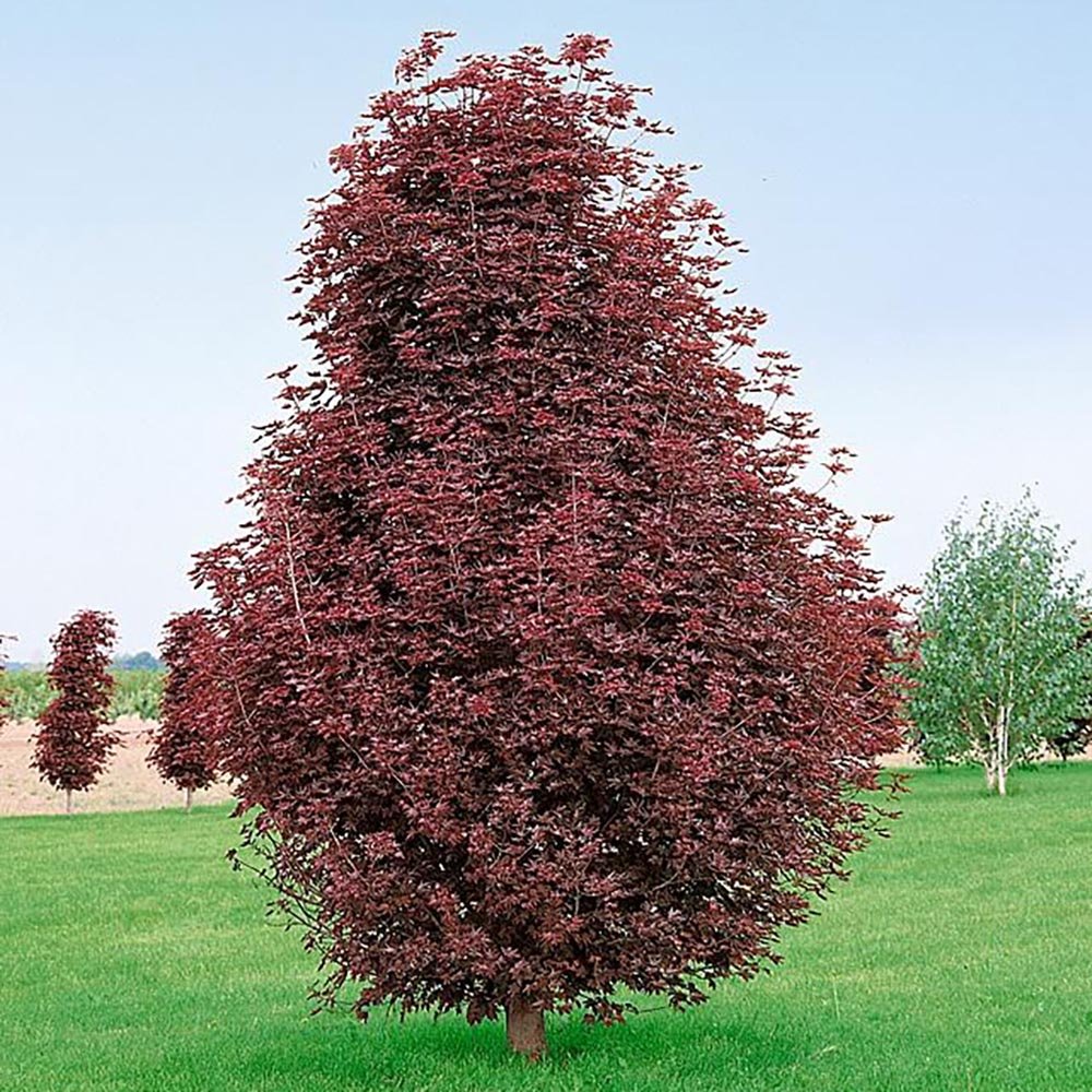 Artar Rosu Norvegian Crimson Sentry (Acer Platanoides), cu frunzis rosu, colorit de toamna