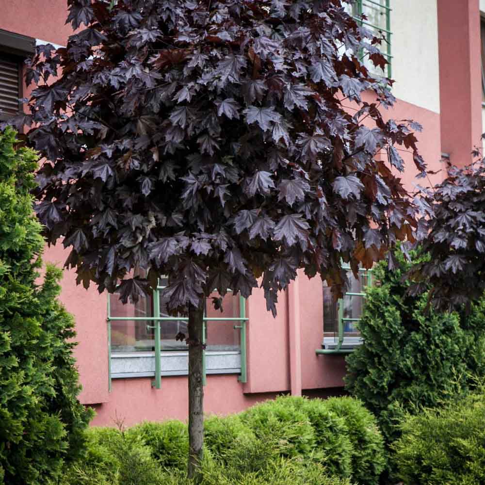 Artar Norvegian rosu Royal Red, cu frunzis rosu, colorit de toamna