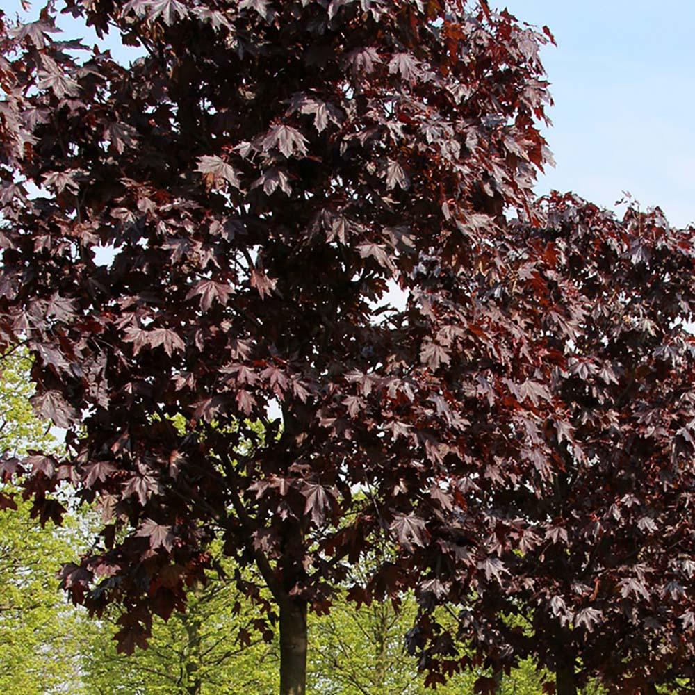 Artar Norvegian rosu Royal Red, cu frunzis rosu, colorit de toamna