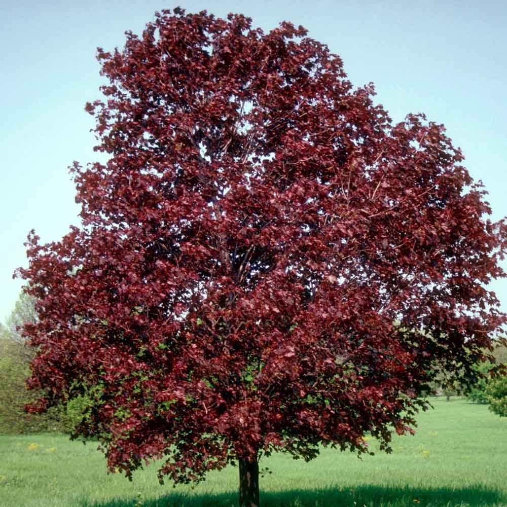 Artar Norvegian rosu Royal Red, cu frunzis rosu, colorit de toamna