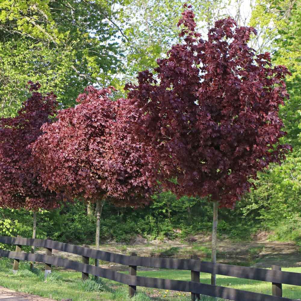 Artar Norvegian rosu Royal Red, cu frunzis rosu, colorit de toamna