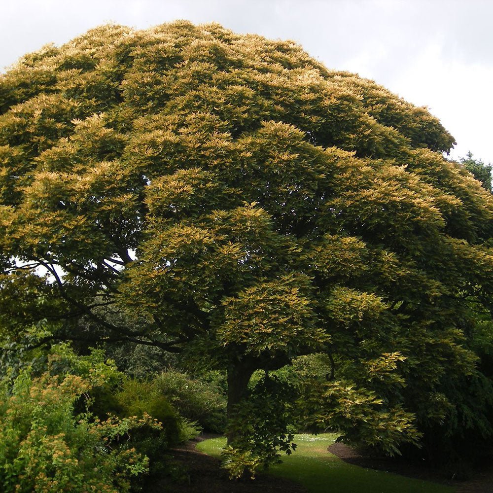 Artar Paltin de Munte Prinz Handjery, cu frunzis auriu-bronz, colorit de toamna
