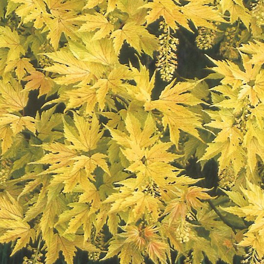 Artar Paltin de Munte Prinz Handjery, cu frunzis auriu-bronz, colorit de toamna