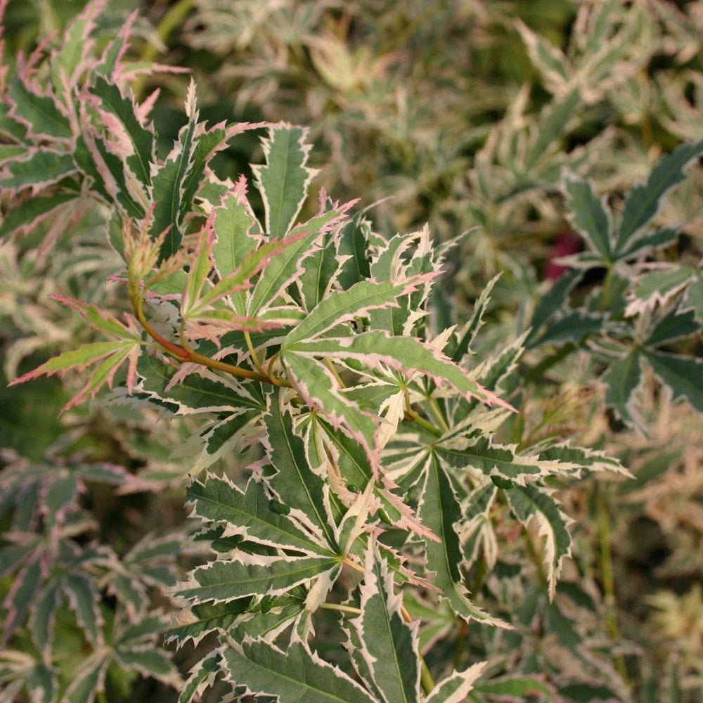 Artar pitic Japonez Butterfly, cu frunzis variegat alb-verde-roz