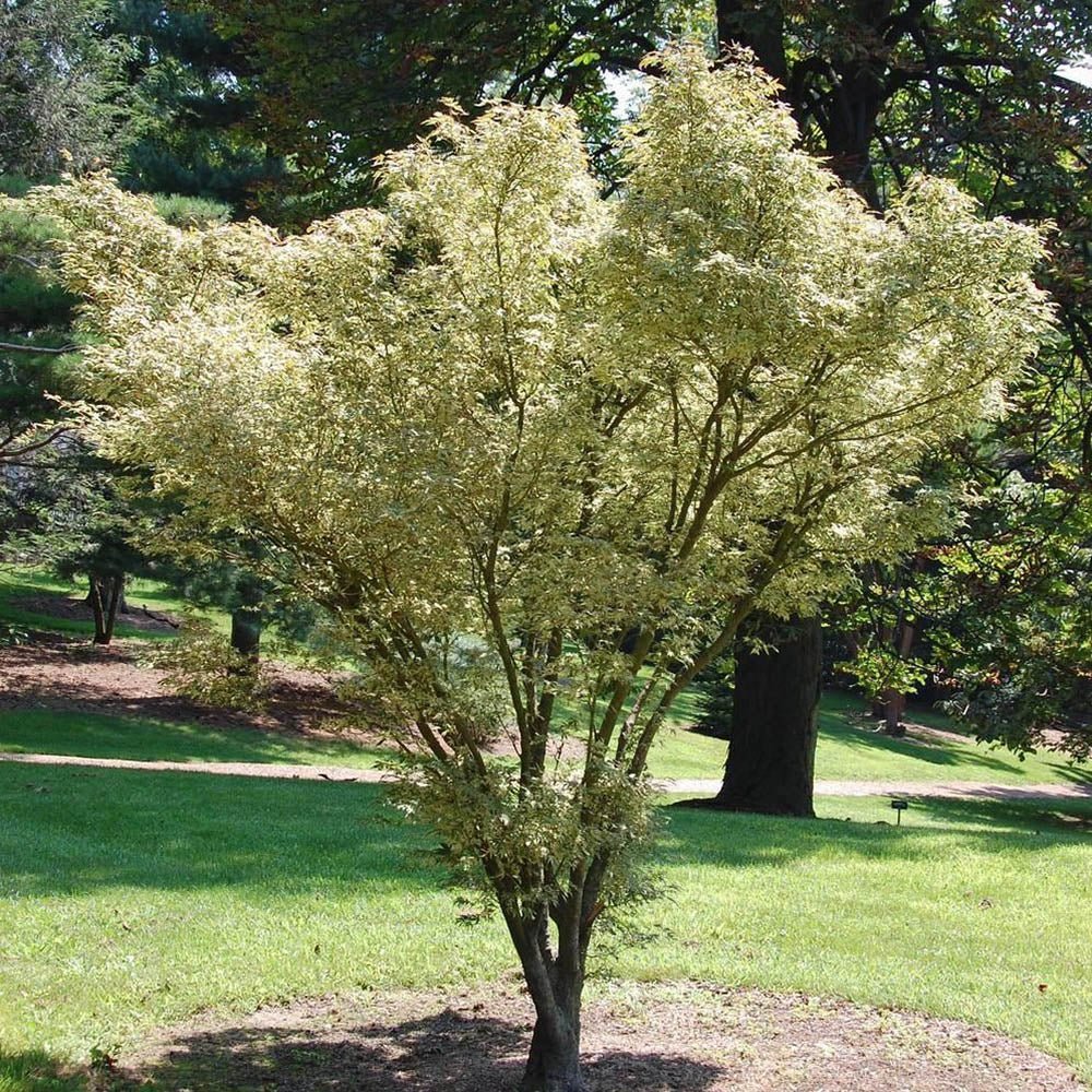 Artar pitic Japonez Butterfly, cu frunzis variegat alb-verde-roz