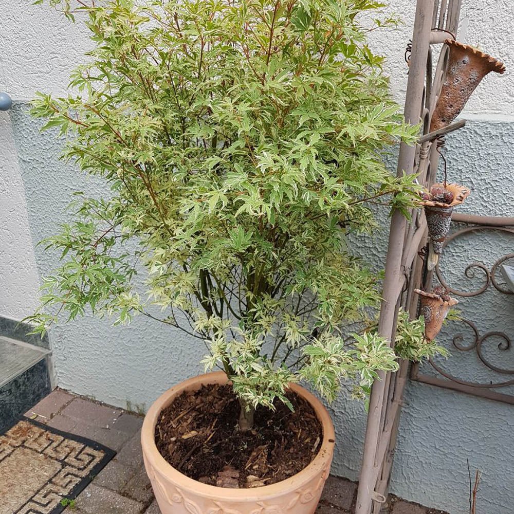 Artar pitic Japonez Butterfly, cu frunzis variegat alb-verde-roz