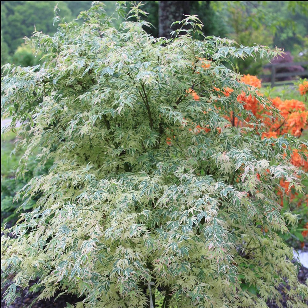 Artar pitic Japonez Butterfly, cu frunzis variegat alb-verde-roz