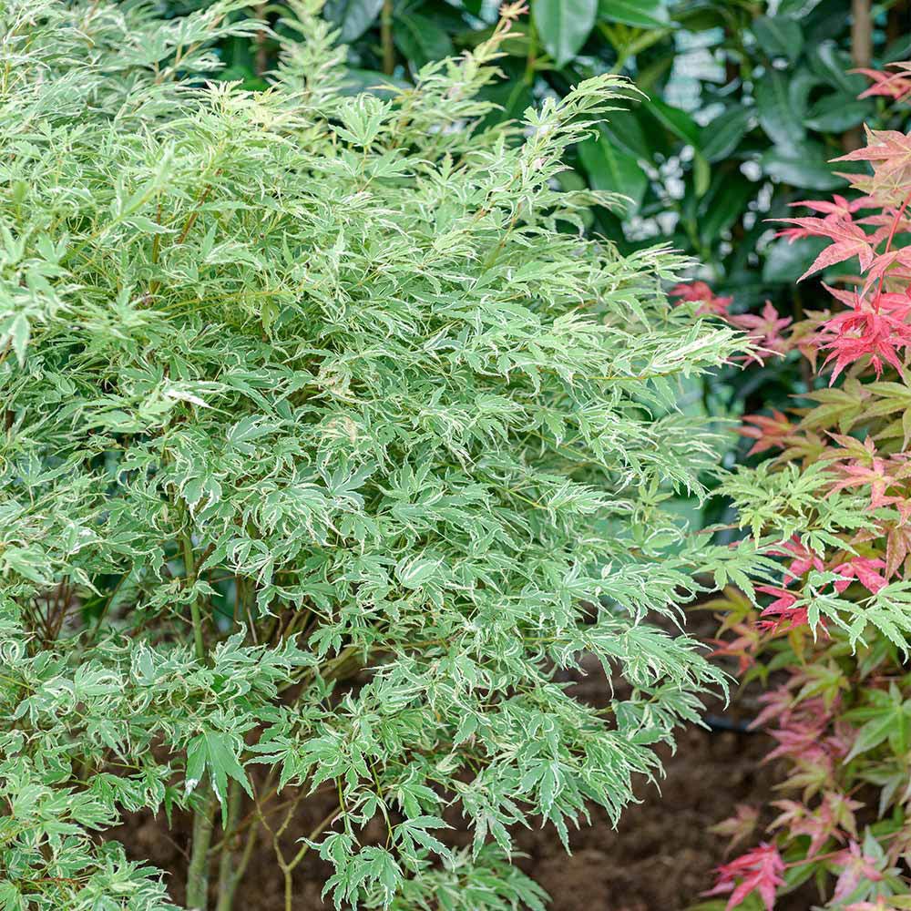 Artar pitic Japonez Butterfly, cu frunzis variegat alb-verde-roz