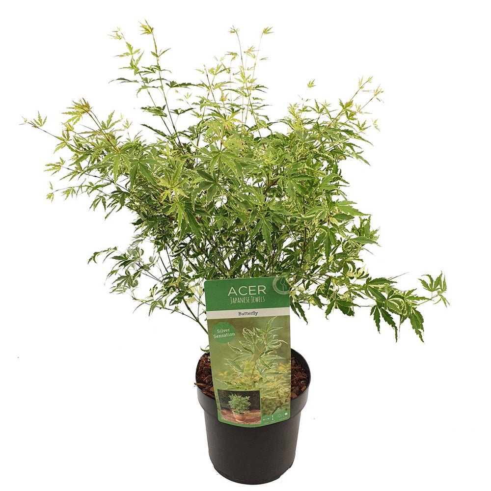 Artar pitic Japonez Butterfly, cu frunzis variegat alb-verde-roz