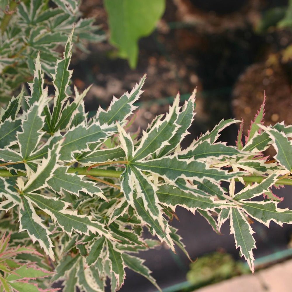 Artar pitic Japonez Butterfly, cu frunzis variegat alb-verde-roz