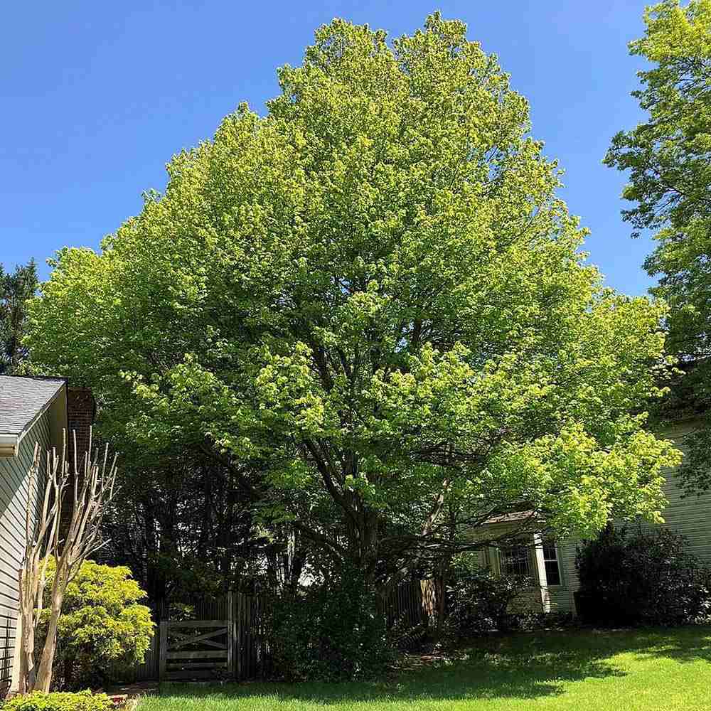 Artar Rosu Rubrum 'Summerred', cu frunzis rosu, colorit de toamna