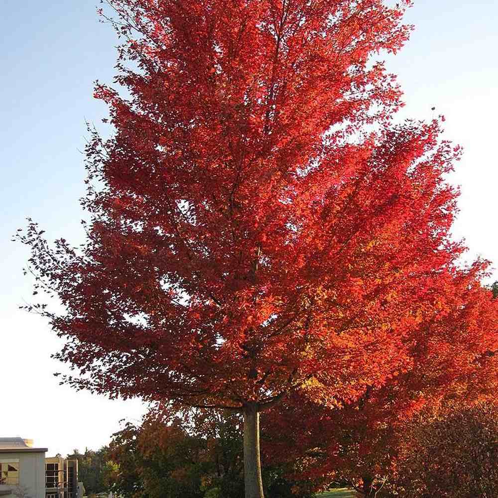 Artar Rosu Rubrum 'Summerred', cu frunzis rosu, colorit de toamna