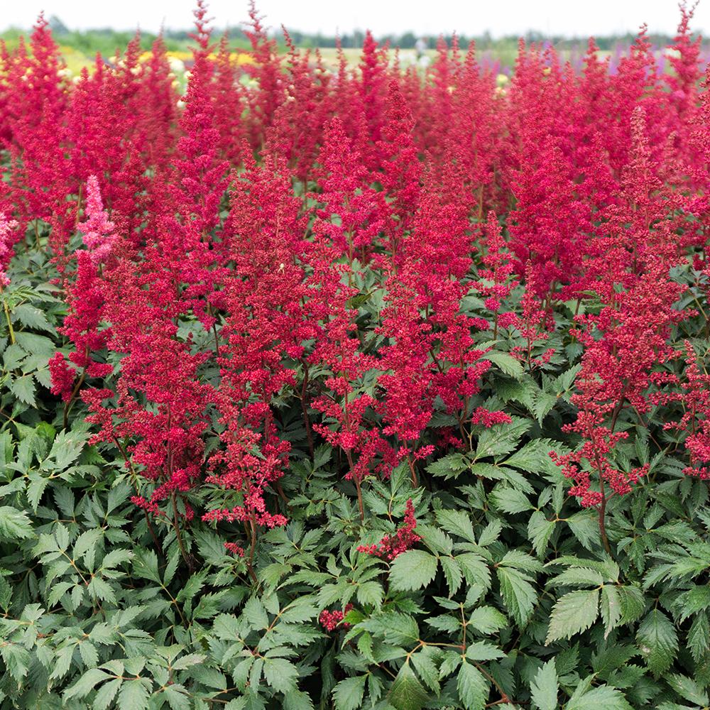 Astilbe Fanal, cu flori rosu aprins