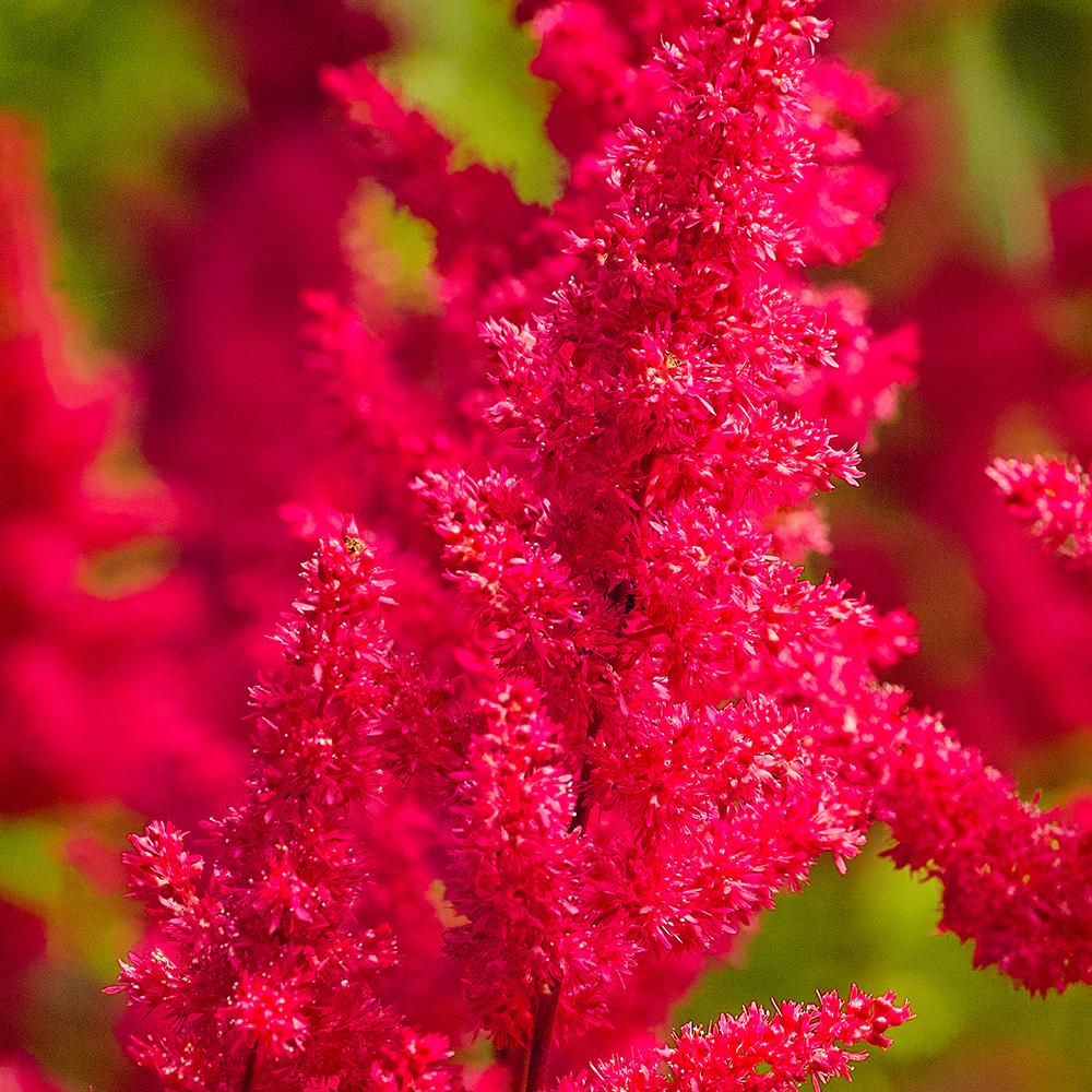 Astilbe Fanal, cu flori rosu aprins