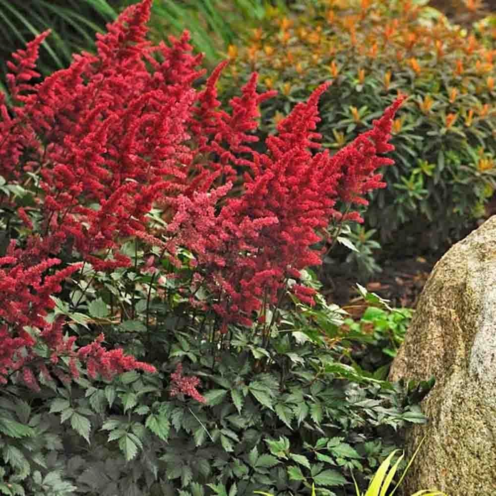 Astilbe Fanal, cu flori rosu aprins