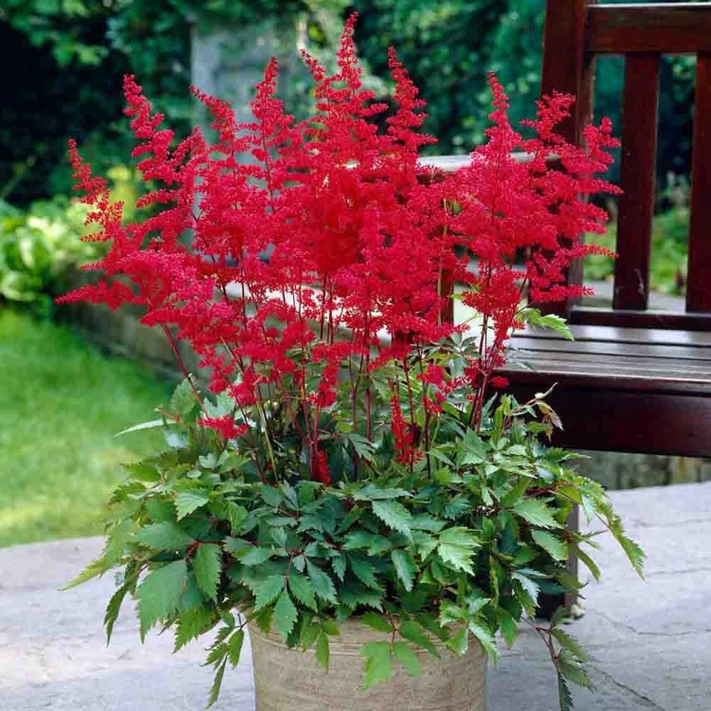 Astilbe Fanal, cu flori rosu aprins
