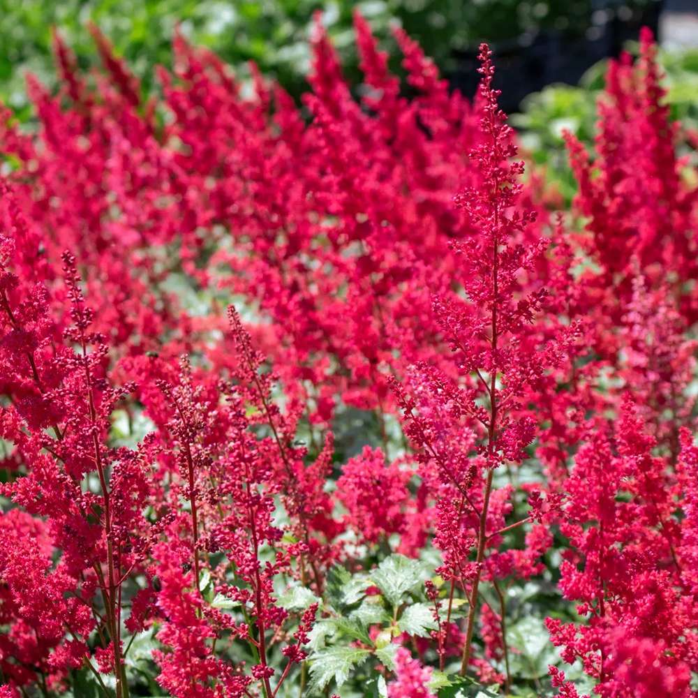 Astilbe Fanal, cu flori rosu aprins