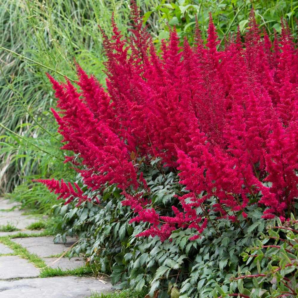 Astilbe Fanal, cu flori rosu aprins