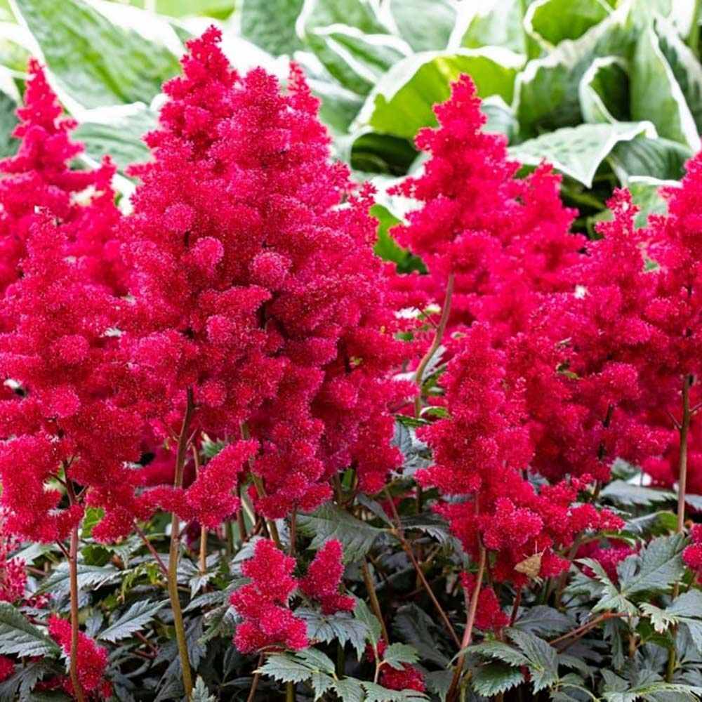 Astilbe Fanal, cu flori rosu aprins