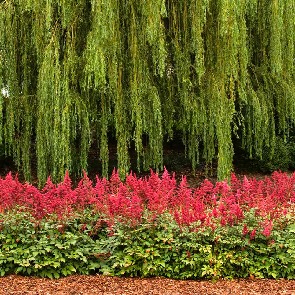 Astilbe Fanal, cu flori rosu aprins